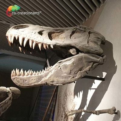 خرید شبیه سازی اسکلت دایناسور واقعی CE Replica T Rex Skeleton Head High online manufacture