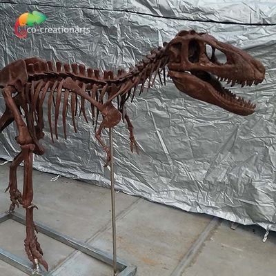 سفارشی سازی شخصی کپی استخوان دایناسور T Rex Skull Replica