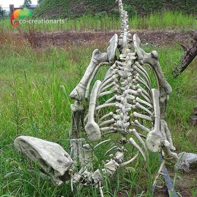 ماکت‌های اسکلت دایناسورهای Gasosaurus اندازه واقعی فایبرگلاس برای نمایش موزه