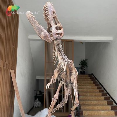 قیمت خوب ماکت های اسکلت دایناسور فایبرگلاس ضد آب برای نمایشگاه موزه آنلاین