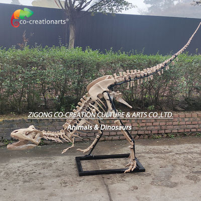 قیمت خوب دکوراسیون بیرونی بسیار دقیق از رزین اسکلت دایناسور تکثیر اسکلت T-Rex آنلاین